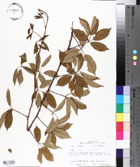 Rubus flagellaris image