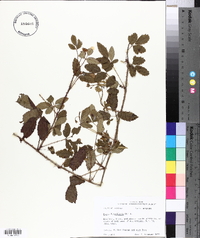 Rubus flagellaris image