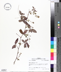 Rubus flagellaris image