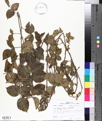 Rubus flagellaris image