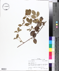 Rubus flagellaris image