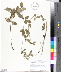 Rubus flagellaris image