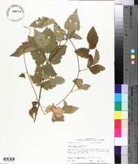 Rubus flagellaris image