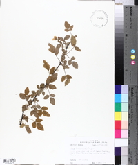 Rubus argutus image