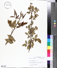 Rubus argutus image