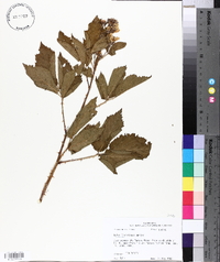 Rubus argutus image