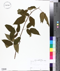 Rubus argutus image