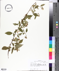 Rubus argutus image