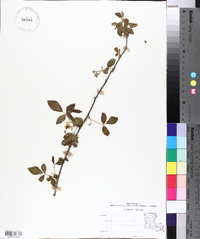 Rubus argutus image