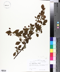 Rubus argutus image