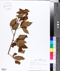 Rubus argutus image