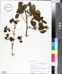 Rubus argutus image