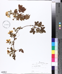 Rubus trivialis image