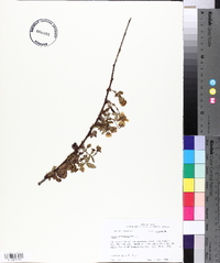 Rubus trivialis image