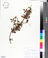 Rubus trivialis image