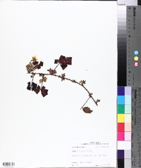 Rubus trivialis image