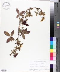 Rubus trivialis image