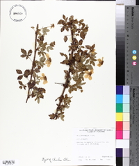 Rubus trivialis image