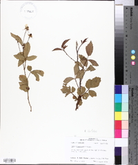 Rubus setosus image