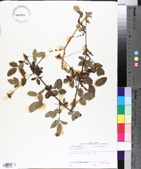 Rubus trivialis image