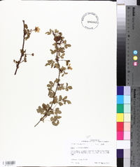 Rubus trivialis image