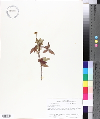 Rubus trivialis image