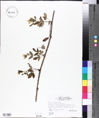 Rubus trivialis image