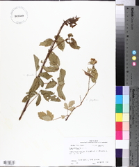 Rubus trivialis image