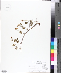 Rubus trivialis image