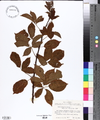 Rubus arvensis image