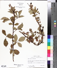 Rubus duplaris image
