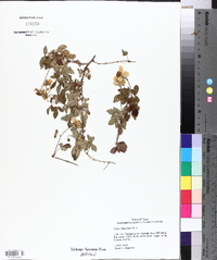 Rubus flagellaris image