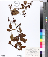 Rubus texanus image