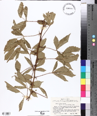 Rubus velox image