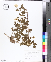 Rubus trivialis image