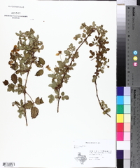 Rubus trivialis image