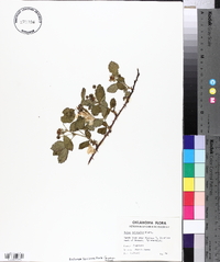 Rubus trivialis image