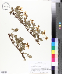 Rubus trivialis image