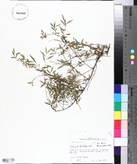 Spiraea thunbergii image