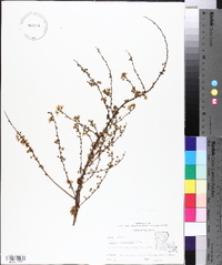 Spiraea thunbergii image