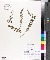 Galium pilosum image
