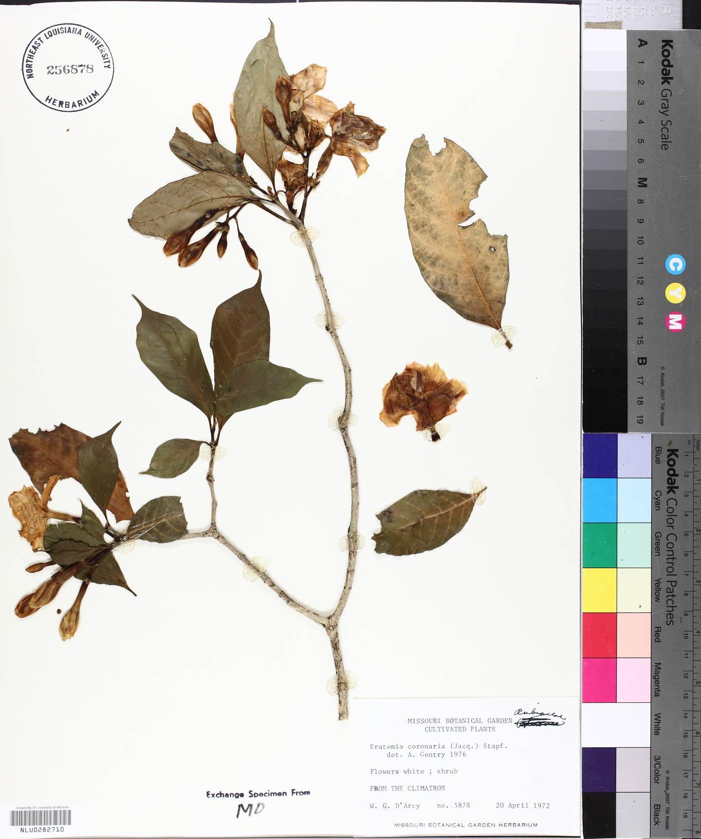Tabernaemontana divaricata image