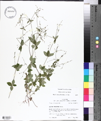 Galium circaezans image