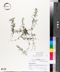 Galium uniflorum image