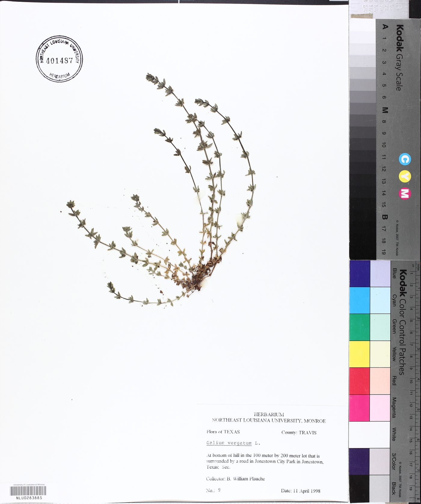 Galium virgatum image