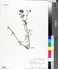 Stenaria nigricans var. nigricans image