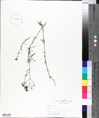 Stenaria nigricans image