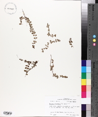 Houstonia procumbens image