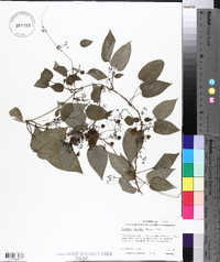 Paederia scandens image