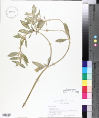 Richardia scabra image